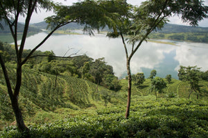 Tea Trivia #4:  Introducing LaKyrsiew Cloud Tea - why this exquisite tea is being sought out by tea lovers in-the-know