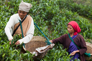 LaKyrsiew Cloud Tea 1st Flush