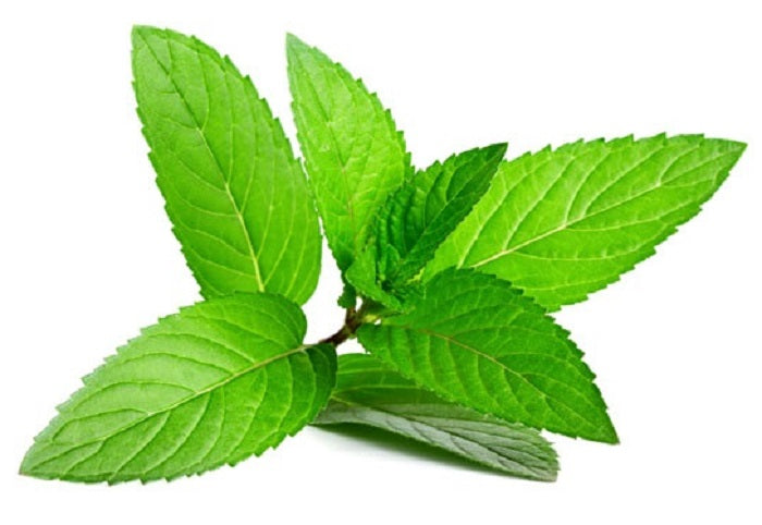Peppermint Patty - Organic Peppermint